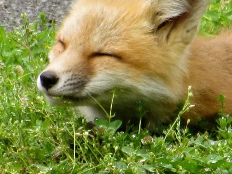 Five Fun Facts about Foxes