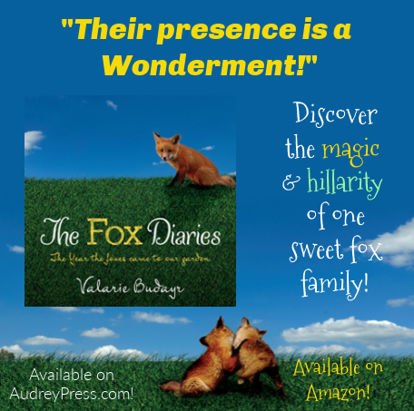 A Spring of Foxes | Their Presence a Wonderment